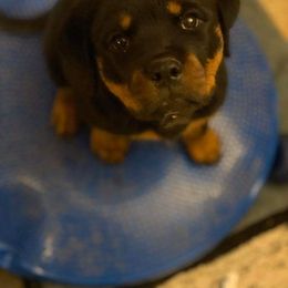 Rottweiler Puppies from Gottlïchen Rottweilers