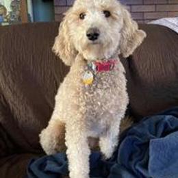 Goldendoodles from Dogwood Doodles of WNY
