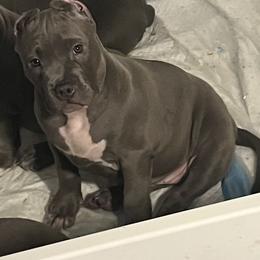 American Bully Puppies from M&M XL Bully Kennel