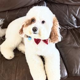 Goldendoodles from Comfort & Cuddle Co