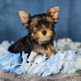 Pup 3 - Black and tan male Yorkshire Terrier puppy in Polk City, Florida from Yorkies by Casey