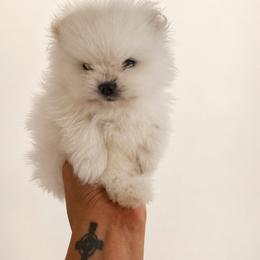 Frost - White male Pomeranian puppy in Paducah, Kentucky from Perennial Poms Pomeranian Breeder