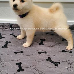 Shiba Inu Puppies from Shiba Paradise