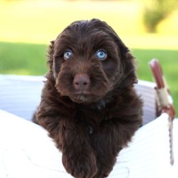 Prince - Brown and white male Aussiedoodle puppy in Missouri from Husky Hill Kennel