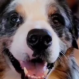 Australian Shepherds from Lynn Gregory Aussie family