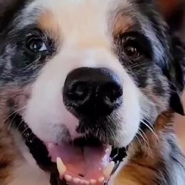 Australian Shepherds from Lynn Gregory Aussie family