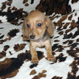REBA - Red female Dachshund puppy in Swink, Oklahoma from Palali Farm