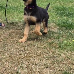 Rex - Black and tan male German Shepherd puppy in Renton, Washington from Marina Salkov