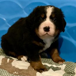 Reserved - Black rust and white male Bernese Mountain Dog puppy in Comer, Georgia from Water Oak Farm