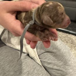 Grey - Dapple female Dachshund puppy in Frederick, Colorado from Get low Mini Dachshunds