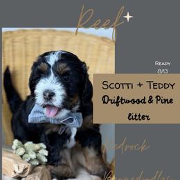 Reef - Tri-color male Bernedoodle puppy in Syracuse, Utah from Redrockbernedoodles