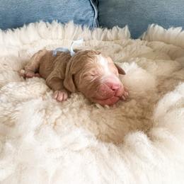Blue collar - Apricot male Goldendoodle puppy in San Antonio, Texas from Pasatiempo Ranch