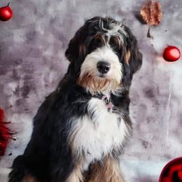 Nori - Bernedoodle
