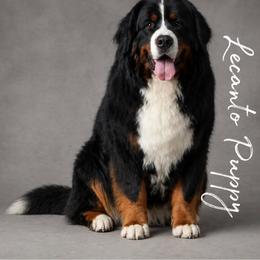 Simo - Bernese Mountain Dog