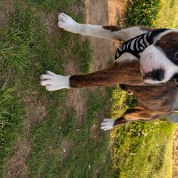 Boxer Puppies from Whynot Blue Ridge Mountain Boxer's