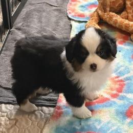 Pecan - Black tri male Miniature American Shepherd puppy in Garysburg, North Carolina from Schaefer's Miniature American Shepherds
