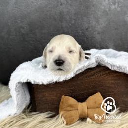 Binx - Cream male Goldendoodle puppy in Utah County, Utah from Big Hearted Breeders