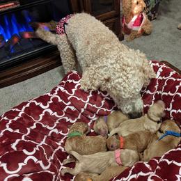 Goldendoodle Puppies from Lu Doodles