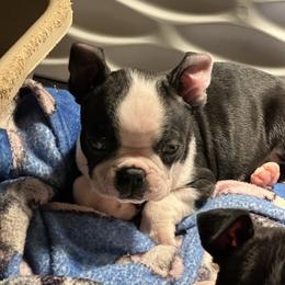 Girl - Black and white female Boston Terrier puppy in Georgia from KD’s K9 Oasis