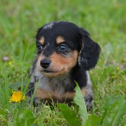 Dapple boy1 - Dapple male Dachshund puppy in Paris, Texas from Michel Creek Kennel