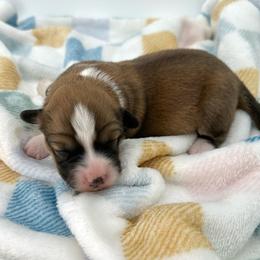 Fluffy- Daisy - Sable and white female American Corgi puppy in Waskom, Texas from Piney Woods Corgis