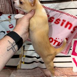 Alex - Cream and white male Chihuahua puppy in Palmyra, Indiana from Country Star Chihuahuas