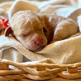Harvest - Cream male Goldendoodle puppy in Beech Bluff, Tennessee from White Oak Kennel