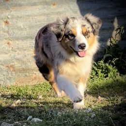June - Australian Shepherd