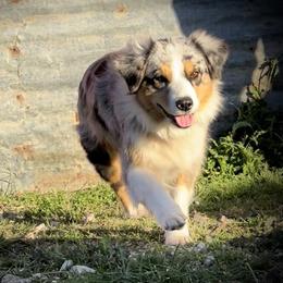 June - Australian Shepherd