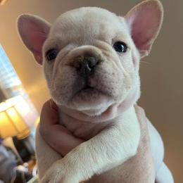 Rip - White male Bulldog puppy in Seneca, South Carolina from Burrell’s Bulldog Kingdom