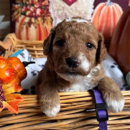 Autumn - Red  female Goldendoodle puppy in Chino Valley, Arizona from Bass Creek Doodles