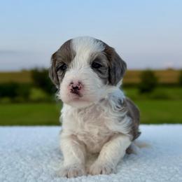 Funnel Cake - Blue merle and white female Sheepadoodle puppy in Adams, Nebraska from Boxcar Doodles and Poodles