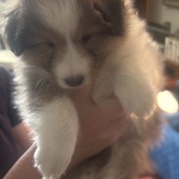 Puppy 2 - Sable and white female Shetland Sheepdog puppy in Roanoke, Virginia from Romestar performance K9