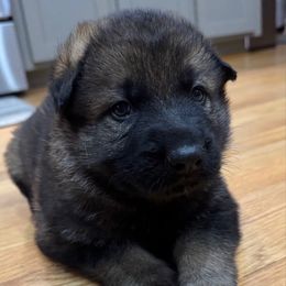 Max - Sable male German Shepherd puppy in Coats, North Carolina from T'S SHEPHERDS