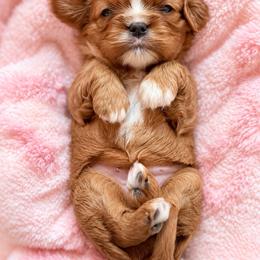 Winnie - Black and tan female Cavalier King Charles Spaniel puppy in Greensboro, North Carolina from Hyde Park Cavaliers
