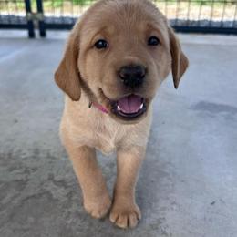 Pink - Yellow female Labrador Retriever puppy in Newton Grove, North Carolina from Wayalife Labradors & Gsp’s