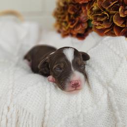 Boy 1 - Phantom male Bernedoodle puppy in Russell Springs, Kentucky from 270 Doodles