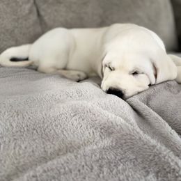 Labrador Retriever Puppies from Fire & Ice Labradors
