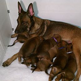 Belgian Malinois, Labrador Retriever, and Shetland Sheepdog Puppies from StoneFox