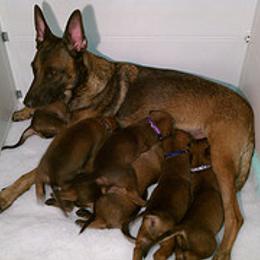 Belgian Malinois, Labrador Retriever, and Shetland Sheepdog Puppies from StoneFox