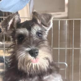Girl 1 - Salt and pepper female Miniature Schnauzer puppy in Pottstown, Pennsylvania from Bandwagon Miniature Schnauzers
