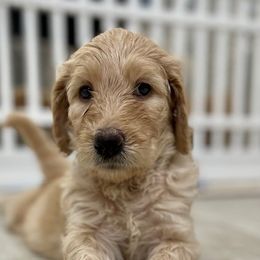 Goldendoodle Puppies from Daisy's Doodles Miami