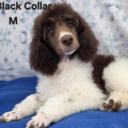 Black collar - Parti male Poodle puppy in Round Lake, Illinois from Heather's Poodles