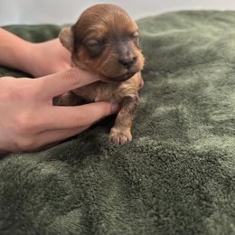 Luke - Red sable male Havapoo puppy in Bailey, North Carolina from Reining Glory Acres