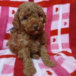 Josephine - Red  female Poodle puppy in Blanch, North Carolina from Faithful Hearts Kennel