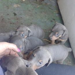 Doberman Pinscher Puppies from Mo dobermans