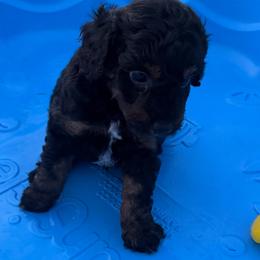 Boy 3 (limeade) - Black tri-color male Aussiedoodle puppy in Paradise, Texas from Diamond Z Poodles & Doodles