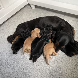 Dachshund Puppies from PriMar Miniature Longhaired Dachshunds