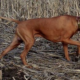 Vizslas from Triple G Vizsla's