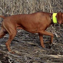 Vizslas from Triple G Vizsla's